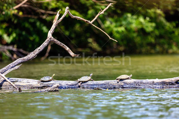 Turtles sunbathing Stock photo © alexeys