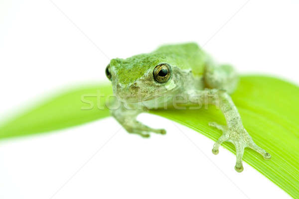 Frog Stock photo © alexeys
