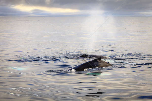 Humpback whales Stock photo © alexeys