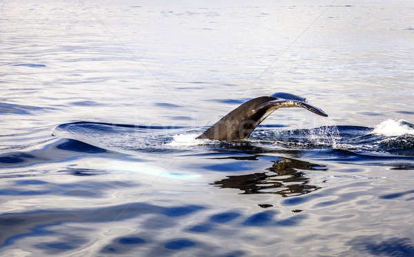 Bálna búvárkodik északi Izland úszik állat Stock fotó © alexeys