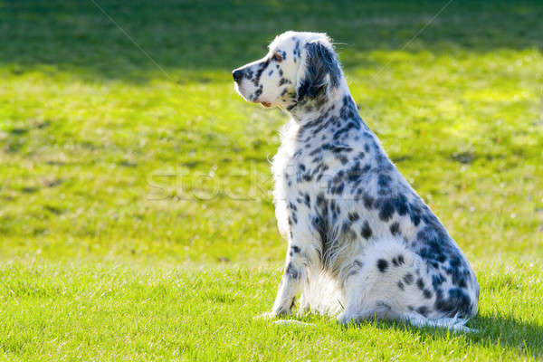 English Setter Stock photo © alexeys