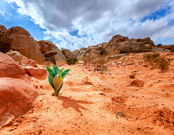Life in the desert Stock photo © alexeys