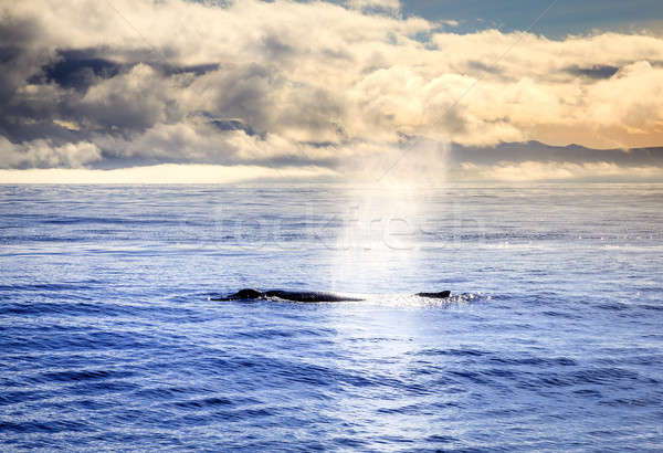 Humpback whale Stock photo © alexeys