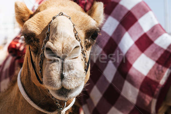 Racing camel Stock photo © alexeys