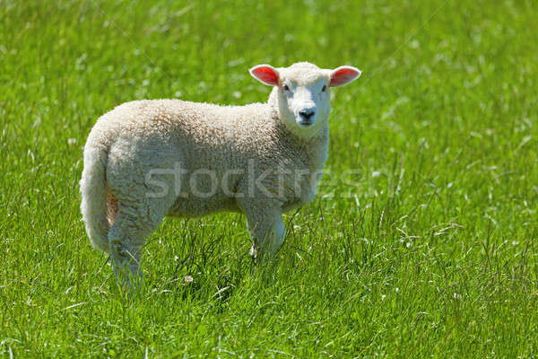 かわいい 子羊 画像 フィールド ニュージーランド ストックフォト © alexeys