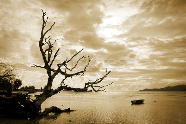 Dead tree and the sea Stock photo © alexeys