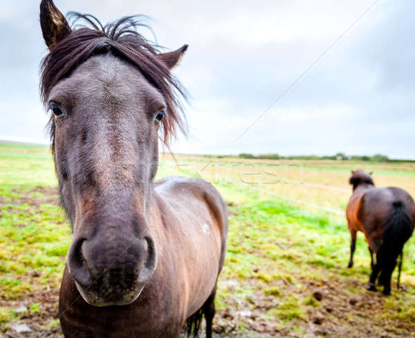 Icelandic ponies Stock photo © alexeys