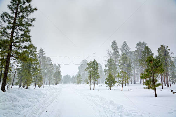 Snowy scene Stock photo © alexeys