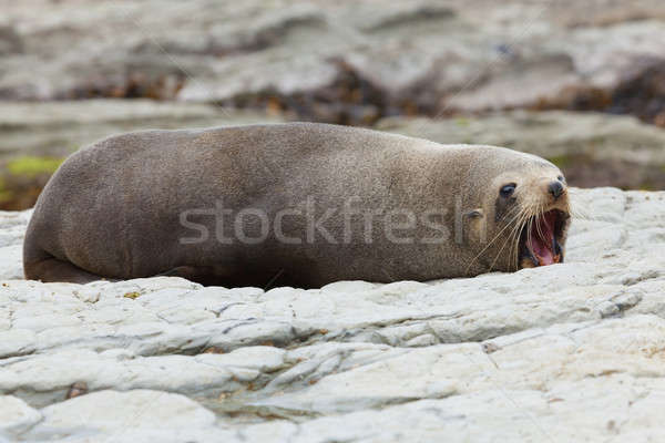 Sea Lion Stock photo © alexeys