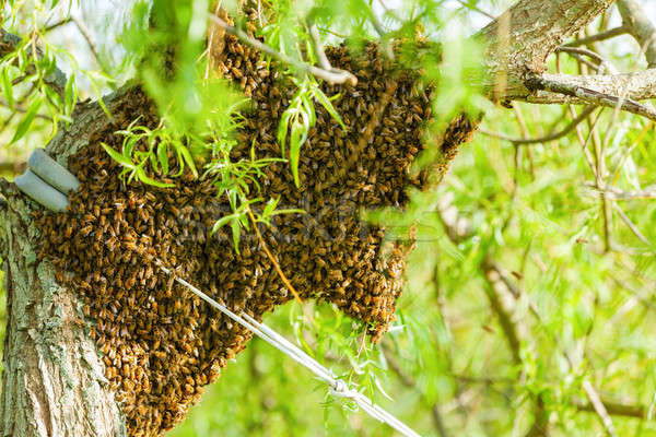 Bee swarm Stock photo © alexeys