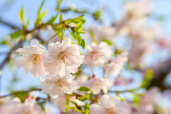 Cherry blossoms Stock photo © alexeys