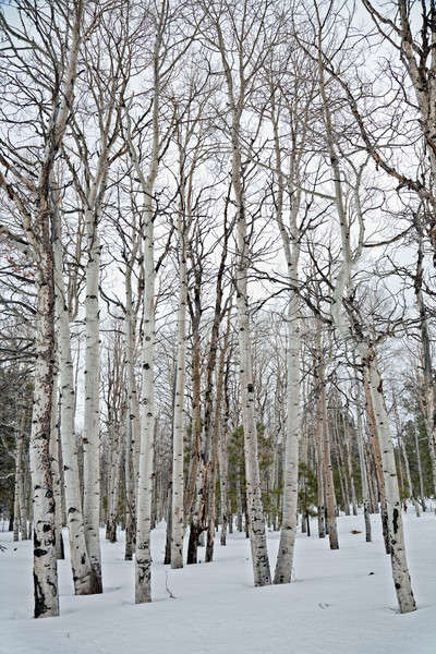 Aspen trees Stock photo © alexeys