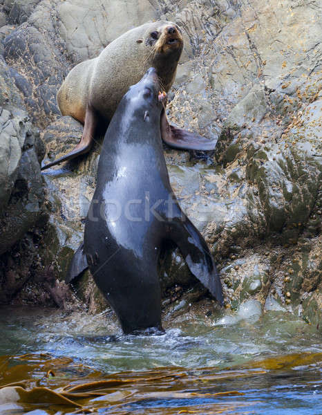 Sea Lion's life Stock photo © alexeys