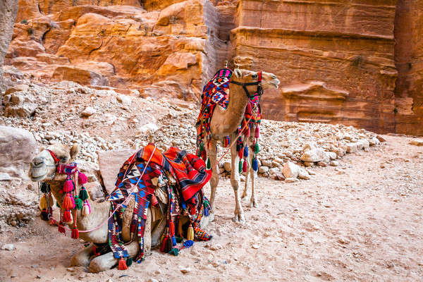 Wielbłądy pary pokryty kolorowy pustyni turystyki Zdjęcia stock © alexeys