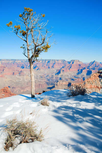Ağaç kenar Grand Canyon gökyüzü Stok fotoğraf © alexeys