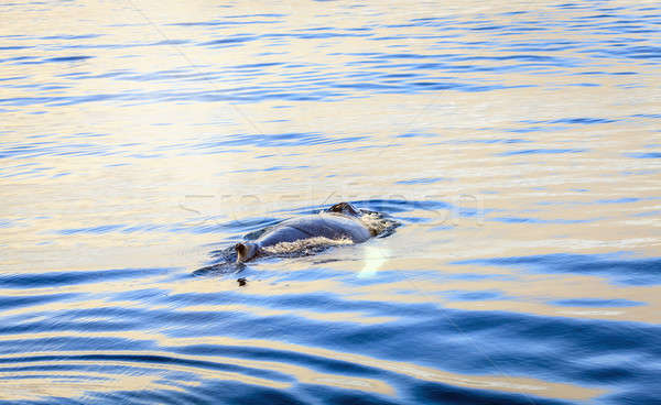 Humpback whale Stock photo © alexeys