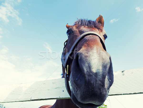 [[stock_photo]]: Cheval · up · étroite · extrême · image