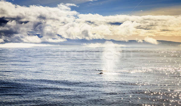 鯨魚 吹 水 冰島 天空 商業照片 © alexeys