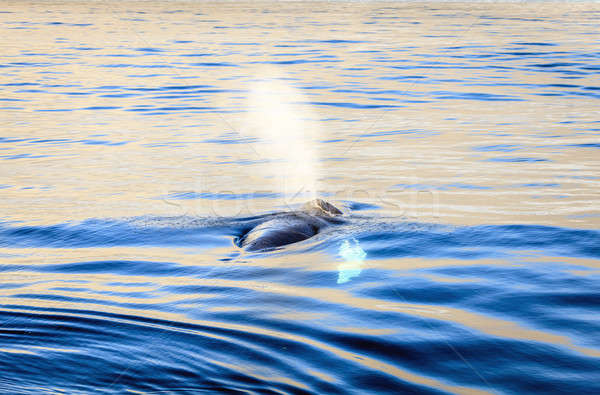 Humpback whale Stock photo © alexeys
