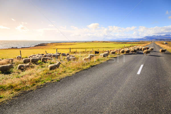 Schapen weg IJsland kudde snelweg geen Stockfoto © alexeys