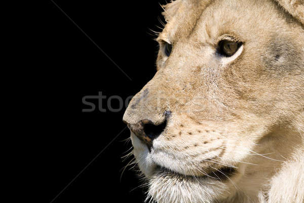 Foto stock: León · retrato · masculina · felino · rescate · centro