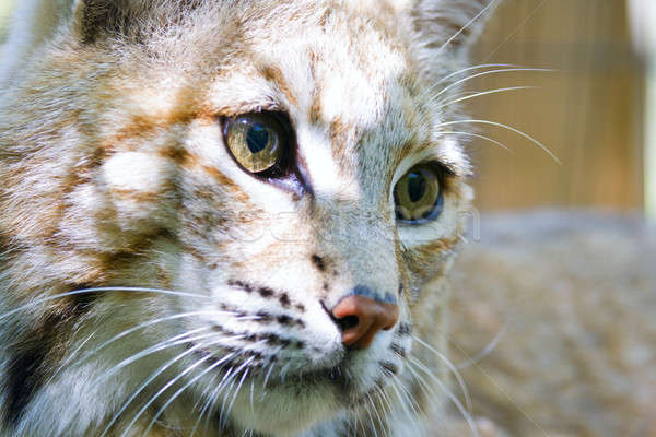 рысь портрет кошачий спасательные центр Индиана Сток-фото © alexeys