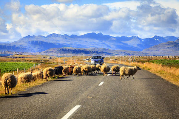 Sheep on the road in Iceland Stock photo © alexeys