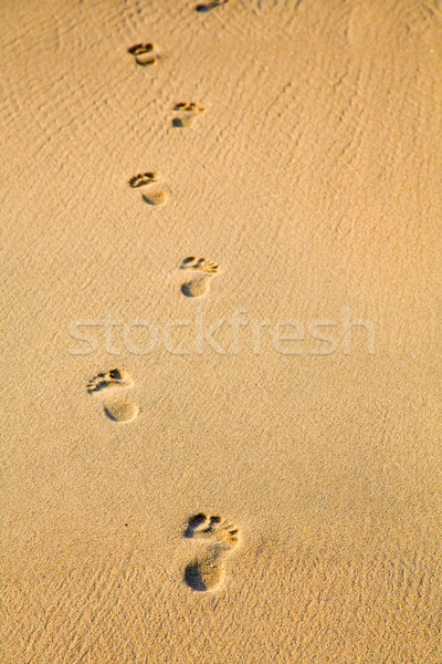 游泳的 圖像 人的 足跡 沙 海 商業照片 © alexeys