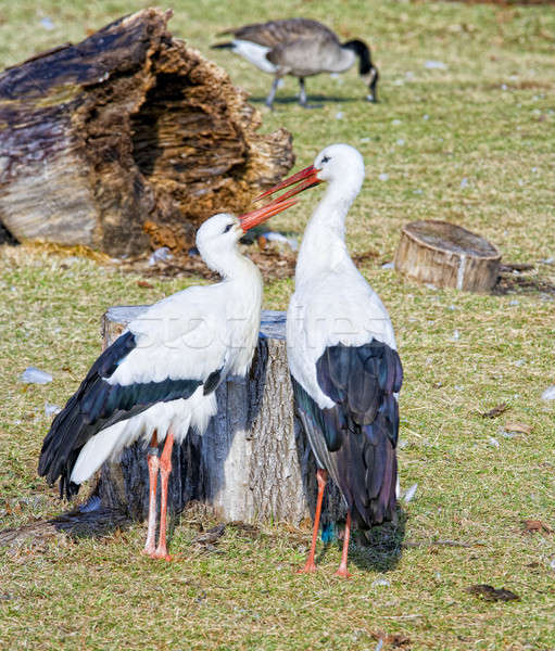 Two storks Stock photo © alexeys