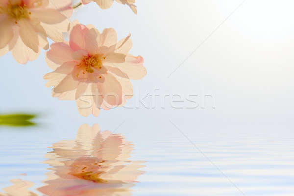 Cherry blossom Stock photo © alexeys