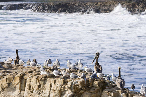 Birds on the rock Stock photo © alexeys
