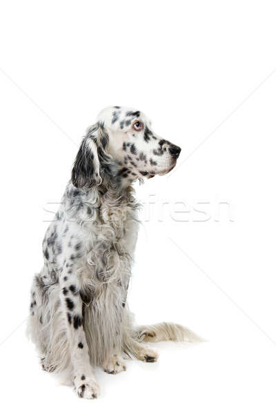 English Setter Stock photo © alexeys