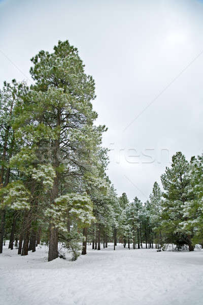 Winter scene Stock photo © alexeys