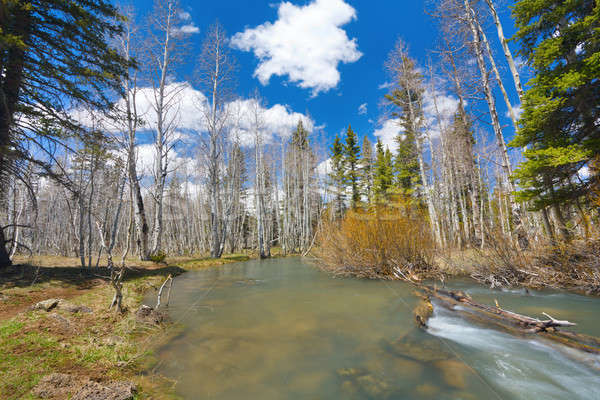 Spring water Stock photo © alexeys
