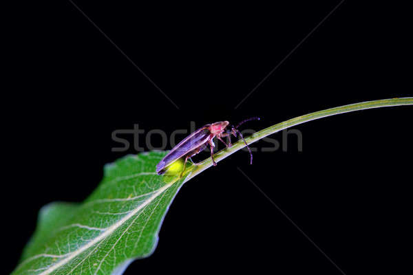 Iluminat bug frunze negru vară Imagine de stoc © alexeys