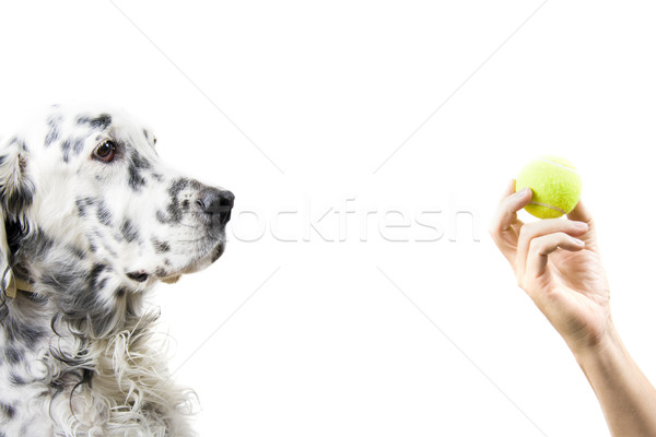 Playing with dog Stock photo © alexeys