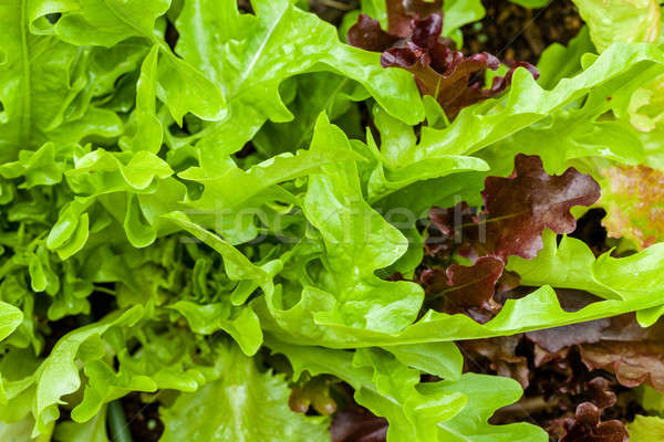 Heirloom lettuce Stock photo © alexeys