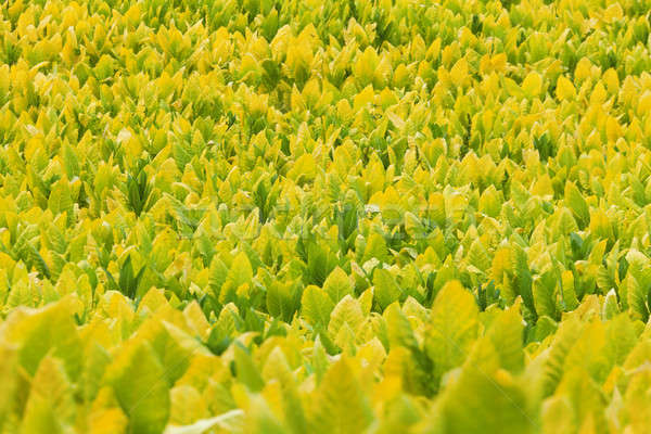 Tabaco plantas campo granja Kentucky naturaleza Foto stock © alexeys