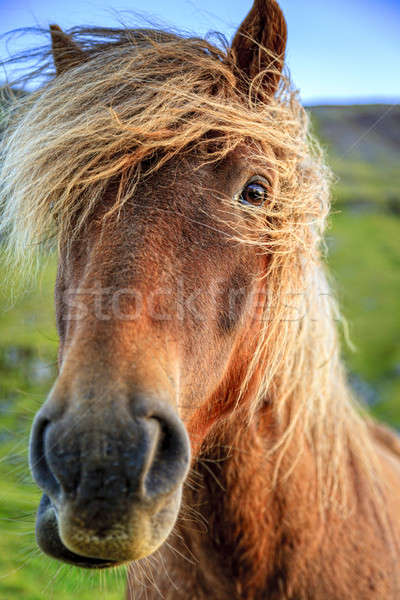 Icelandic pony Stock photo © alexeys