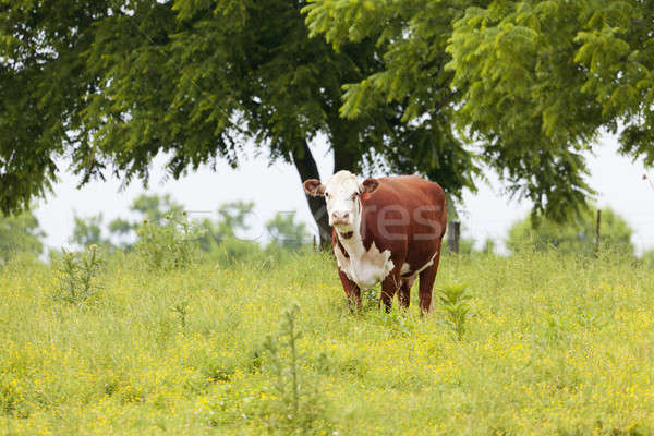корова пастбище изображение деревья фермы Сток-фото © alexeys