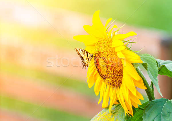 Girassol borboleta tigre flor natureza luz Foto stock © alexeys