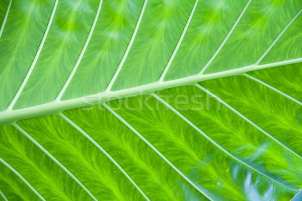 Green leaf detail Stock photo © alexeys