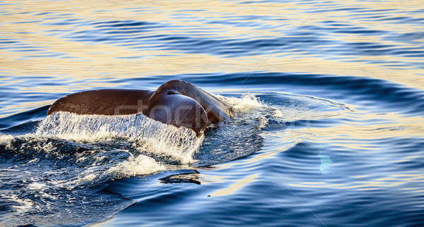 Humpback whale Stock photo © alexeys