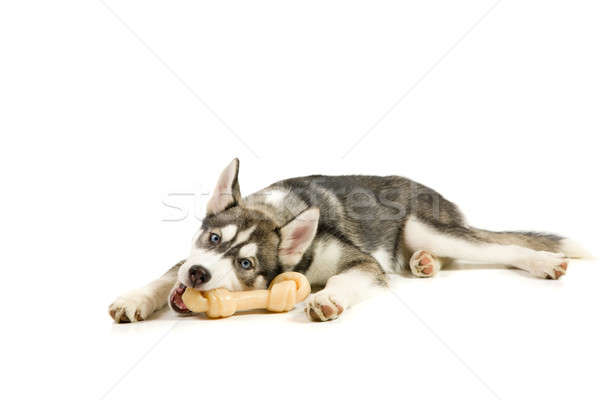 Puppy with the bone Stock photo © alexeys