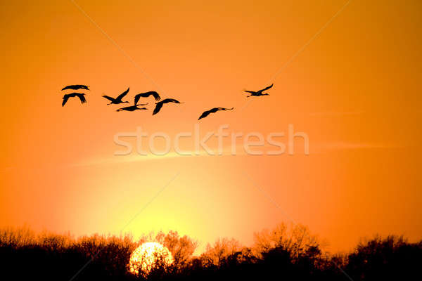 Migration Silhouetten unter Himmel Sonne Sonnenuntergang Stock foto © alexeys