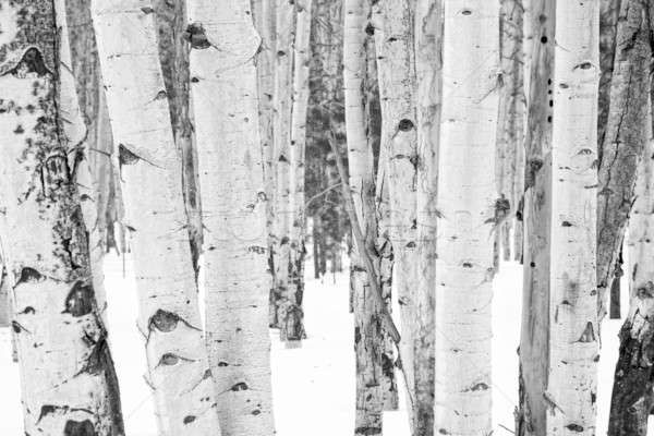 Aspen trees Stock photo © alexeys