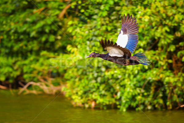Muscovy duck Stock photo © alexeys