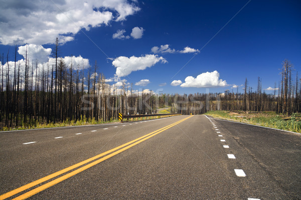 Road through burnt forest Stock photo © alexeys