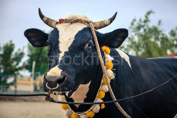 Stock photo: Bull fighting in Fujairah