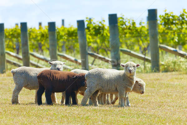 Black sheep  Stock photo © alexeys